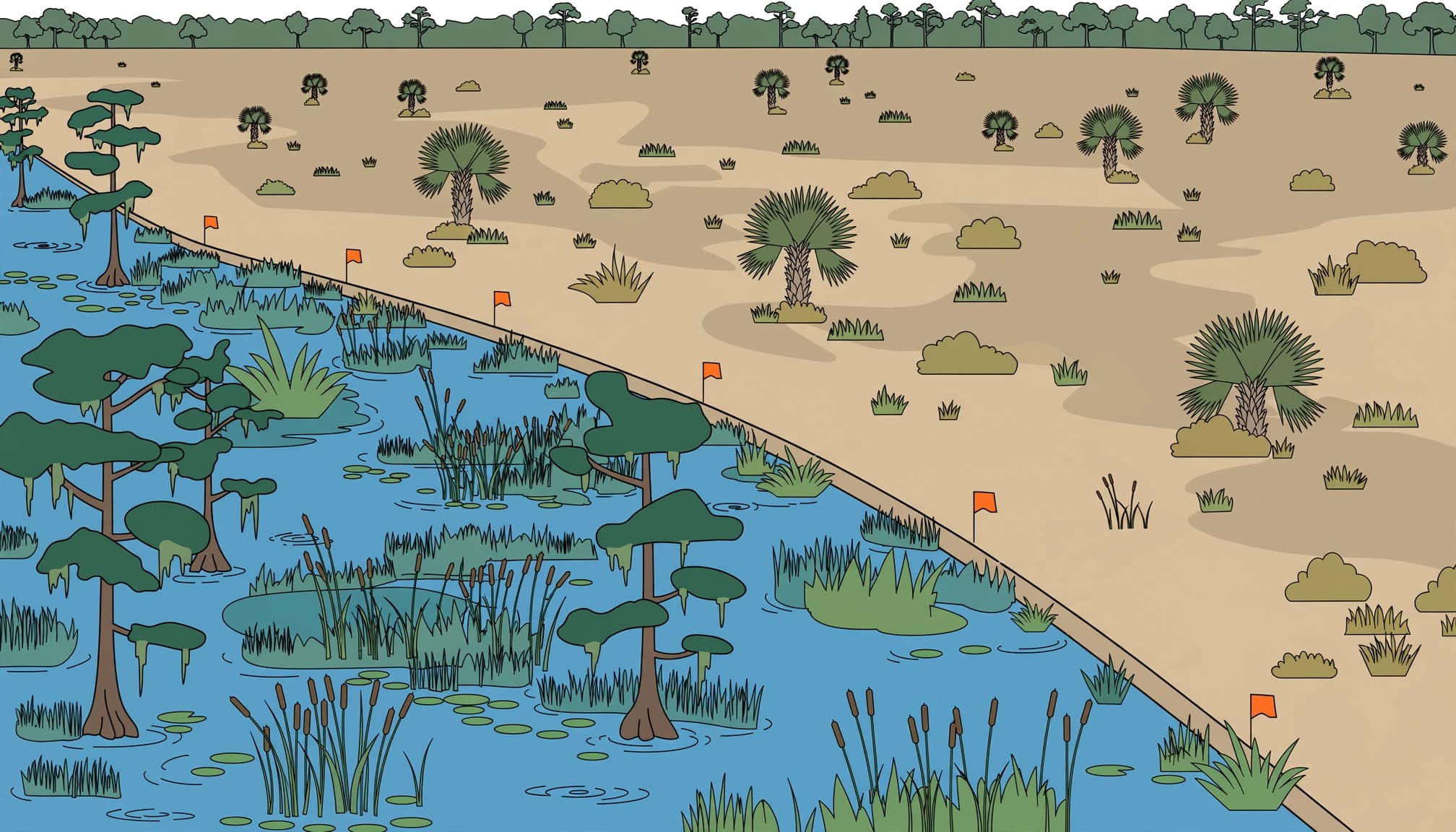 Florida wetlands delineation illustration showing wetland boundaries and dry upland on a homebuilding lot.